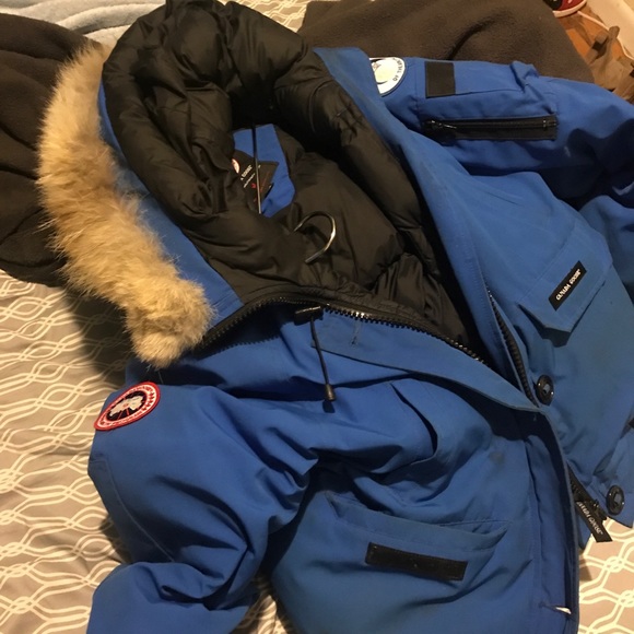 Canada goose - Picture 7 of 7